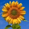 cynthia_74
